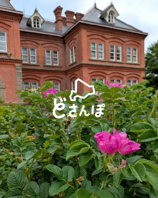 .

北海道のさまざまな景色を紹介する《 どさんぽ 》
不定期で更新するコーナー

初夏の札幌🌻
気温が上がる日もありますが
花が咲き、緑が映える気持ちいい季節

週末、北海道庁前でアウトドアイベントがあったので
アウトドア好きの市内散策コースを回りました🚶‍♀️

まずは北海道庁へ
レトロな赤れんが庁舎は、最近リニューアル✨
大きなポプラやイチョウの木に囲まれ
池のハスが涼しげで癒される！
フキの葉、ポプラの綿毛も風物詩です

マガモの親子にも会えました🦆🦆🦆

イベントは毎年恒例「アウトドアデイジャパン札幌」
親子連れやカップルも多く、くじ引きなどの
参加型イベントを楽しんでいました

近くにはモンベルショップ
北へ20分ほど歩くと秀岳荘北大店、パタゴニア…
ワクワクが止まりません🔥

小腹が減ったら、大通公園の焼きとうきび🌽をガブリ

こんどは東エリアのファクトリーへ👣
サッポロビール工場跡地も赤レンガが目印
アウトドアショップを巡り、
振りむけばブラウンフロア🔥🔥🔥
ノースイーグルとコラボしている
ナチュラルバイシクルの路面店です

おしゃれなアウトドアアイテムが楽しめる
初夏の札幌散歩はいかがでしょうか🦅

#northeagle #ノースイーグル #キャンプ #キャンプ飯 #キャンプギア #アウトドア #アウトドア好き #アウトドア好きな人と繋がりたい #ノースイーグルテント #テント #焚火 #焚火台 #焚火が好き #焚き火 #コスパ #コスパアウトドアギア #ファミリーキャンプ #ソロキャン #ソロキャンプ #グランピング #北海道 #札幌 #道庁 #大通公園 #アウトドアデイジャパン #秀岳荘 #北大店 #焼きとうきび #どさんぽ #どさんこ