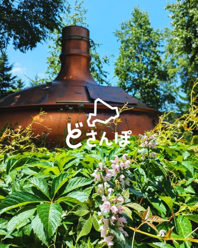 .

北海道のさまざまな景色を紹介する《 どさんぽ 》
不定期で更新するコーナーです🦅

6月の晴れた日に、サッポロビール園へ

今回は札幌駅からバスで向かいます🚌
テレビ塔や、サッポロファクトリーを見ながら、
ビール園に到着！
ホップと麦畑が出迎えてくれました🌿🌿🌿

サッポロビール博物館は、
北海道遺産にもなっている赤煉瓦の建物

開拓使の時代を背景に
日本のビール醸造の歴史を学べます📖

昔のポスターや、ラベルデザインの変遷が見れたり
精巧な工場模型に、つい、あの物語のあのシーン！
と胸を熱くする人もいるでしょう🔥

歴史に浸ったあとはもちろん、ビールを楽しむポイントも🍺✨

休日のお出かけに、
サッポロビールの歴史散策はいかがですか？

※サッポロビール博物館は現在休館中
2026年7月1日リニューアルだそう

#northeagle #ノースイーグル #ビール #サッポロビール園 #どさんぽ